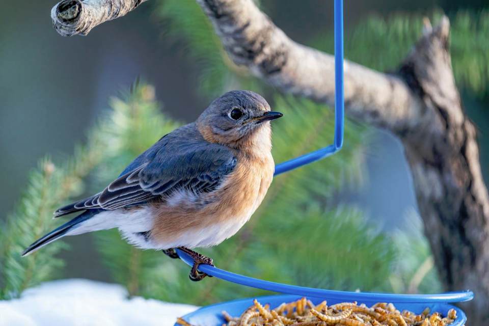 Eastern Bluebird perched on a blue wire tray feeder filled with supplemental mealworms.