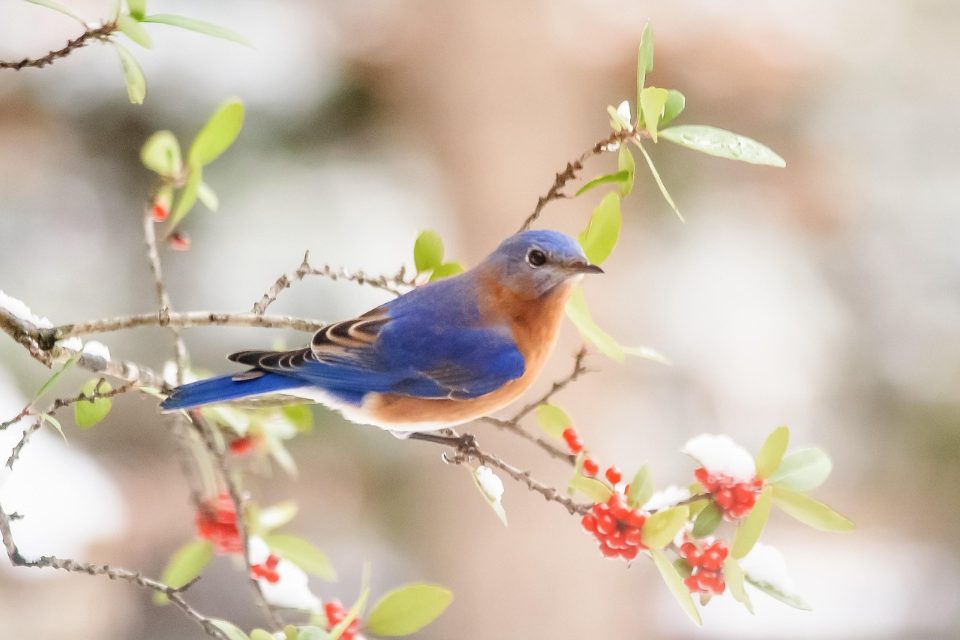 Male Eastern Bluebird perched on a snow-dusted branch above a cluster of bright red winter berries.