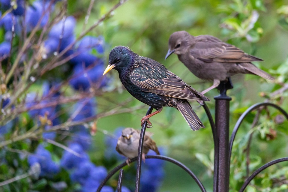 A side-by-side comparison of an iridescent adult European Starling with a yellow bill and a plain grayish-brown juvenile starling with a dark bill perched on a metal garden crook.