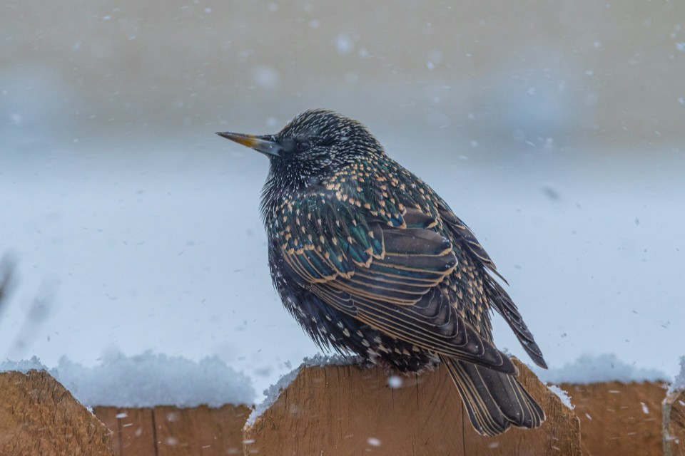 A European Starling perched on a snowy wooden fence, showing heavy white and buff spots on its dark, iridescent feathers and a mostly dark bill.
