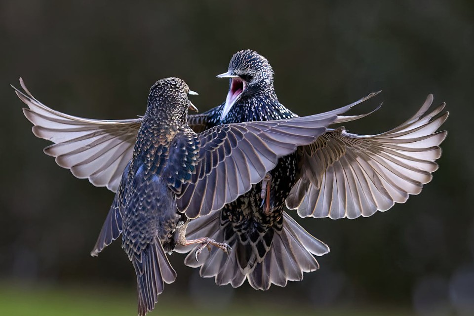 Two European Starlings in an aerial dispute, clearly showing their distinctive short triangular wings and stubby squared tails against a dark background.