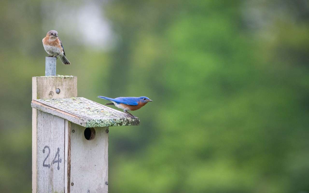 Male and female Eastern Bluebirds perched together on a wooden backyard nest box showing plumage color differences.