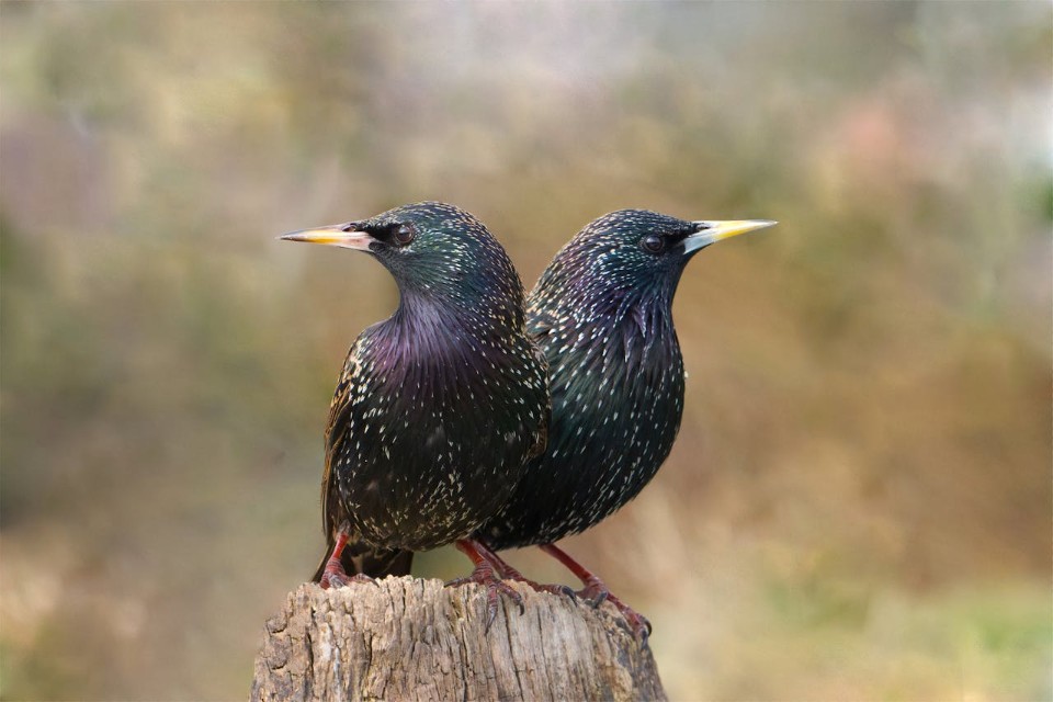 A side-by-side identification comparison of a male European Starling with a blue-gray bill base and a female starling with a pinkish bill base perched on a wooden post.