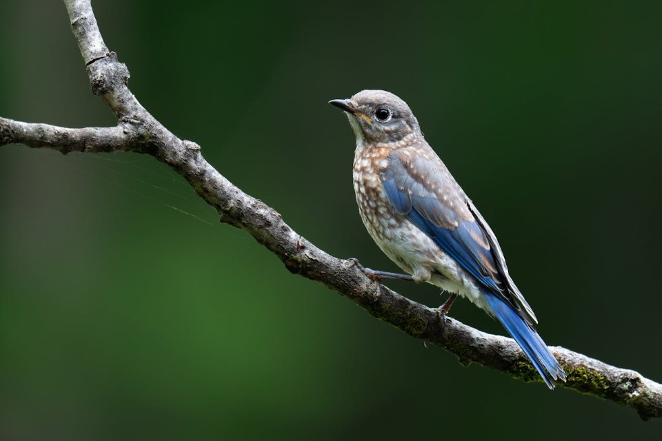 Transitional juvenile male Eastern Bluebird showing emerging blue wing patches mixed with speckled brown camouflage feathers on a diagonal branch.