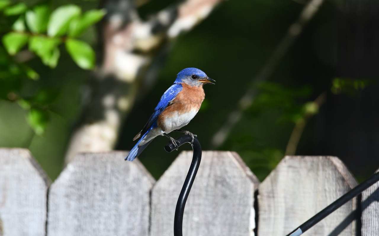 Male Eastern Bluebird perched on a black metal shepherd hook in front of a wooden backyard privacy fence.
