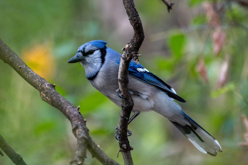 An adult Blue Jay with a striking blue crest and black necklace marking perched on a natural winter tree branch.