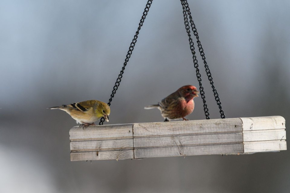 An American Goldfinch in dull winter plumage perched next to a male House Finch with a rosy head on a hanging wooden platform feeder.