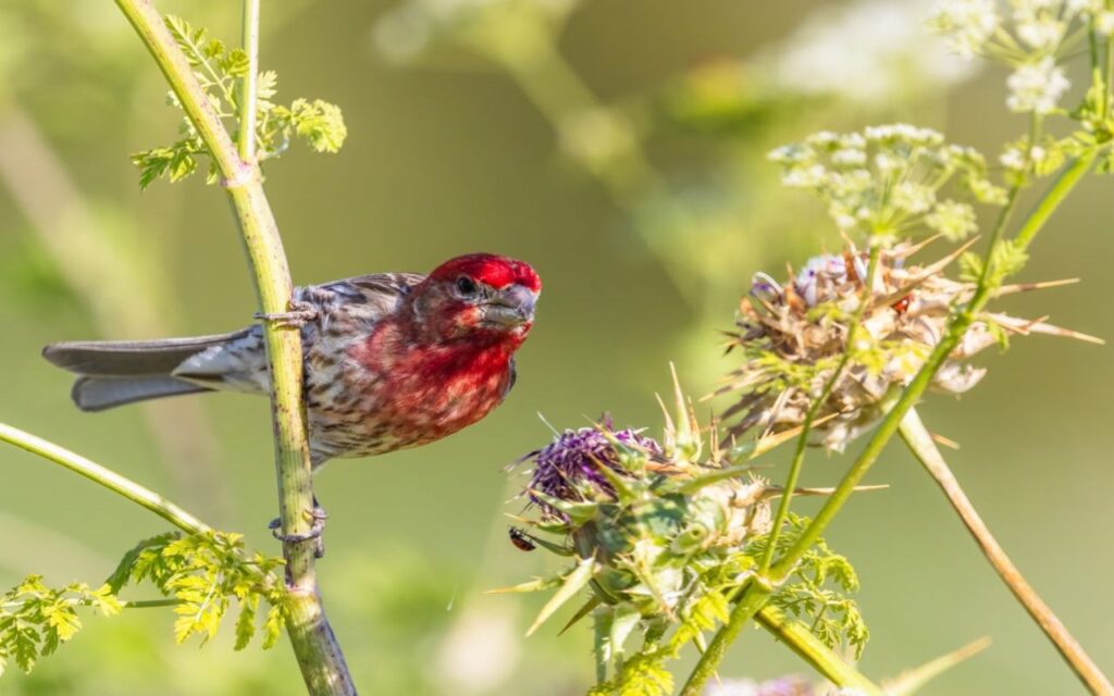A male House Finch with a deep crimson face and brown vertical flank streaks perched horizontally on a green wildflower stalk.