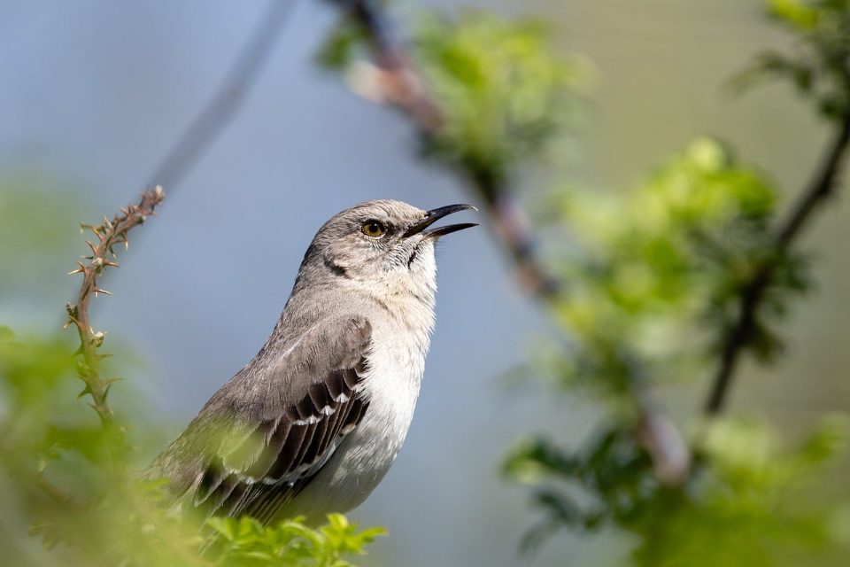An adult Northern Mockingbird with grey and white feathers perched among green leaves singing with its beak open.