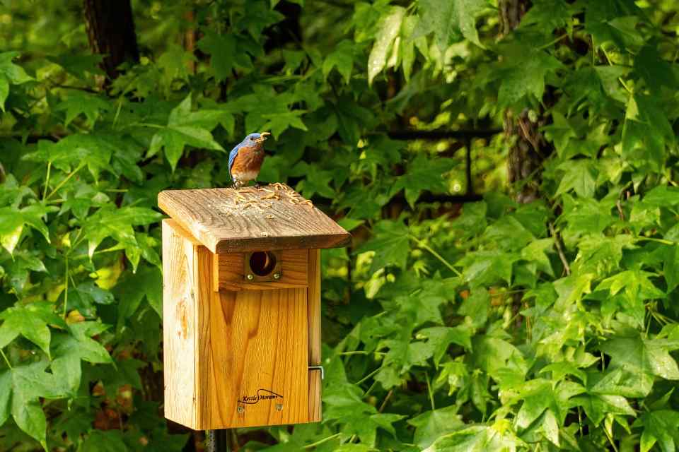 A male Eastern Bluebird with mealworms in its beak stands on a nest box fitted with a wooden predator block and a metal portal protector plate.
