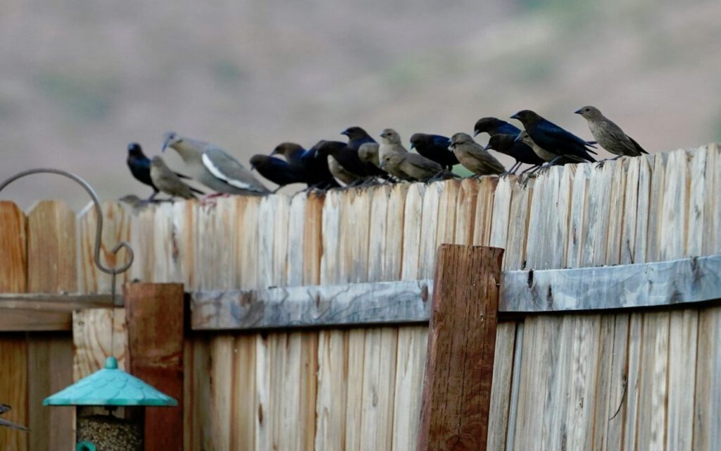 A flock of Brown-headed Cowbirds and a White-winged Dove perched along a wooden backyard fence line.