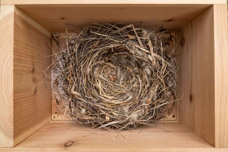 A thin, light layer of white food-grade diatomaceous earth applied to a wooden nest box floor beneath a natural grass and pine needle bird nest.