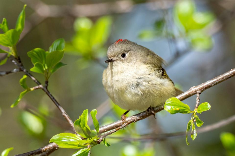 An adult male Ruby-crowned Kinglet displaying its bright red crown patch while perched on a leafy green tree branch.