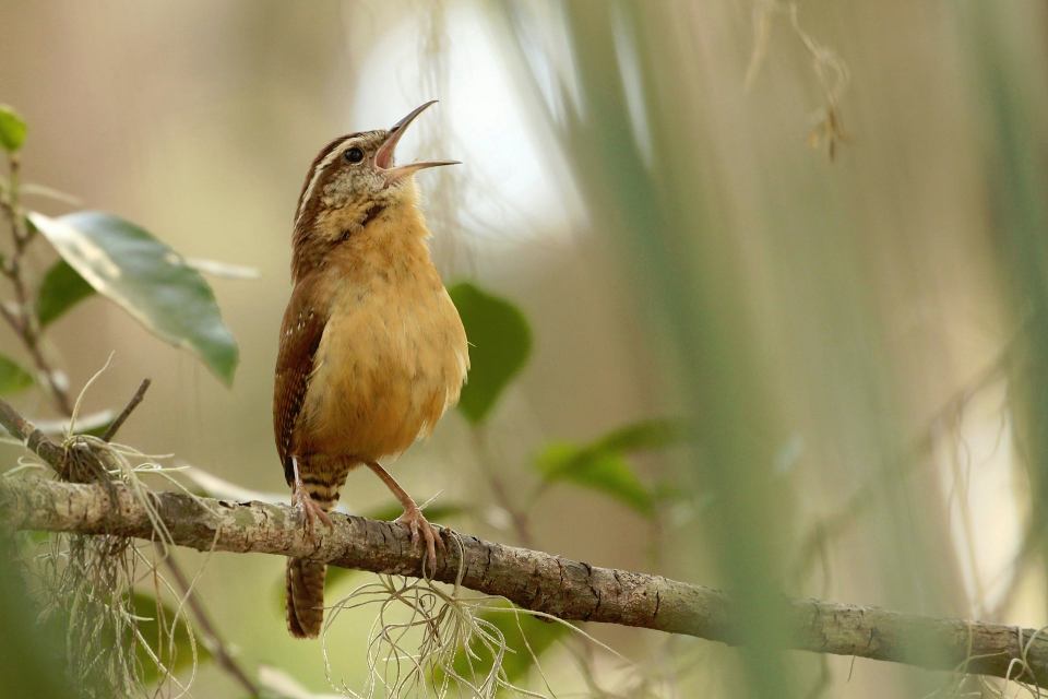 An adult Carolina Wren perched on a natural branch singing with its beak wide open.
