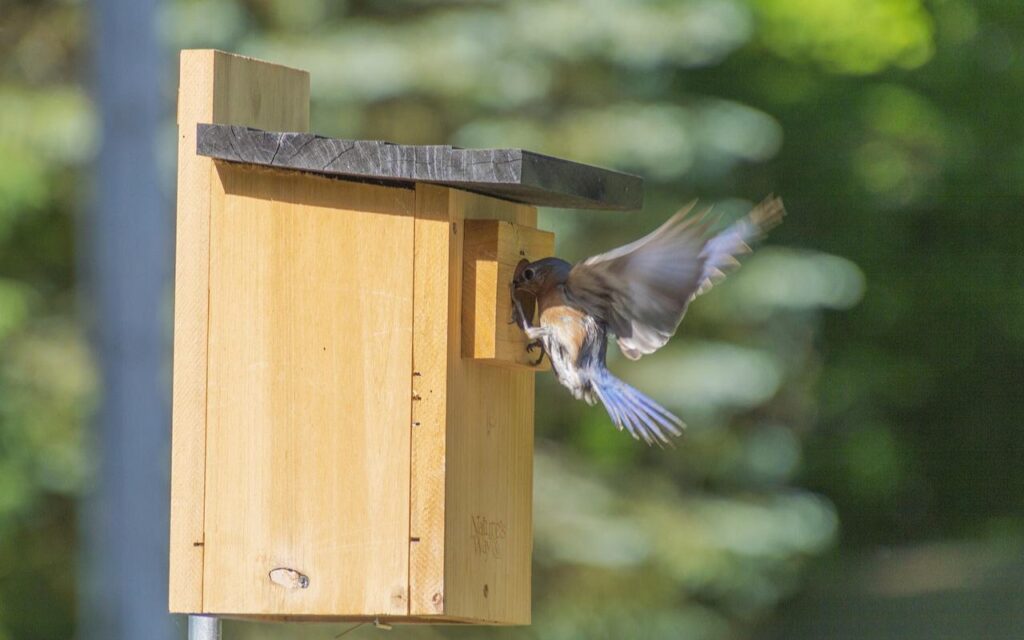 An Eastern Bluebird carrying nesting material in flight to a wooden nest box mounted on a smooth metal pole.