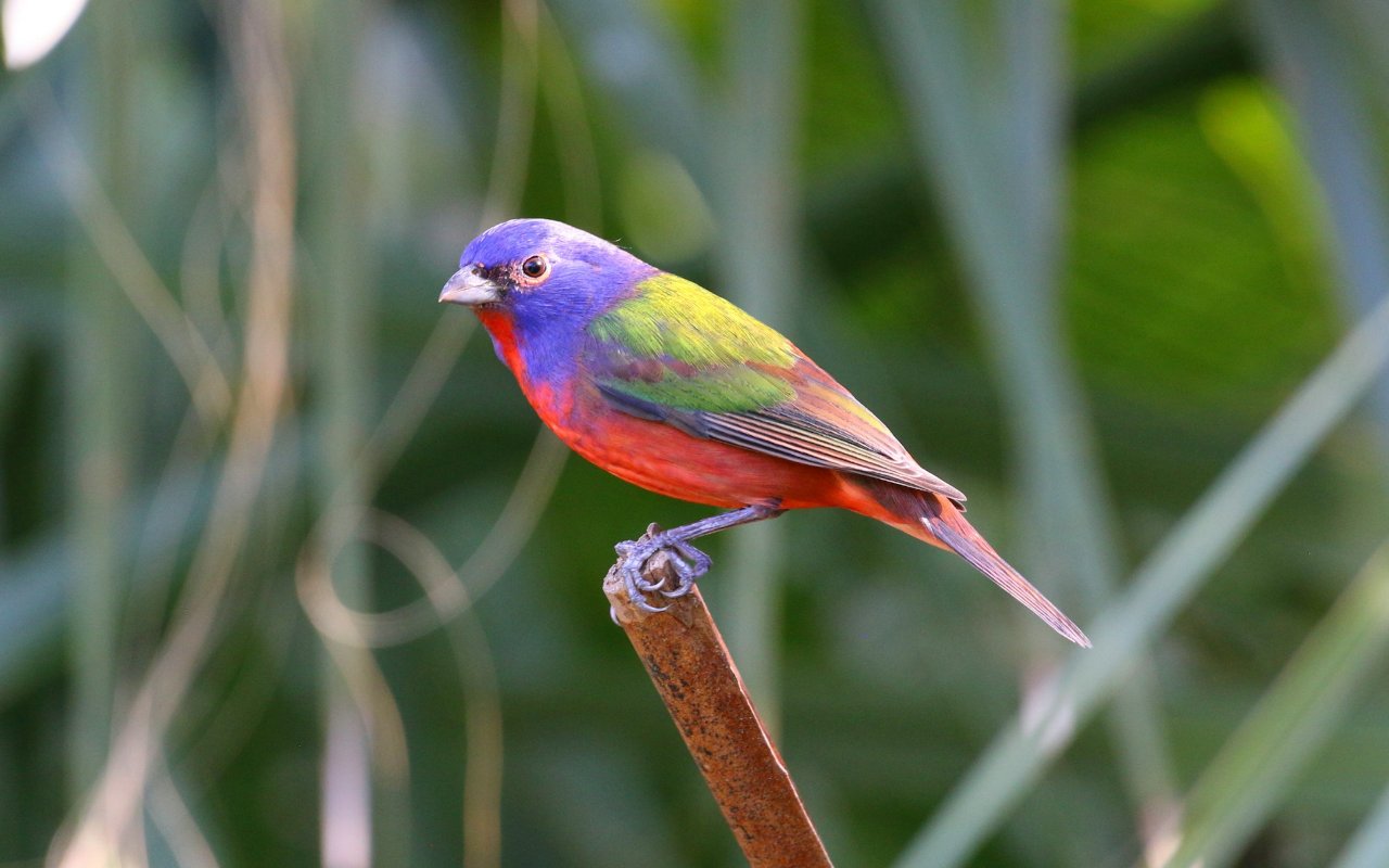 An adult male Painted Bunting displaying vivid blue, green, and red plumage perched cleanly on a natural branch.