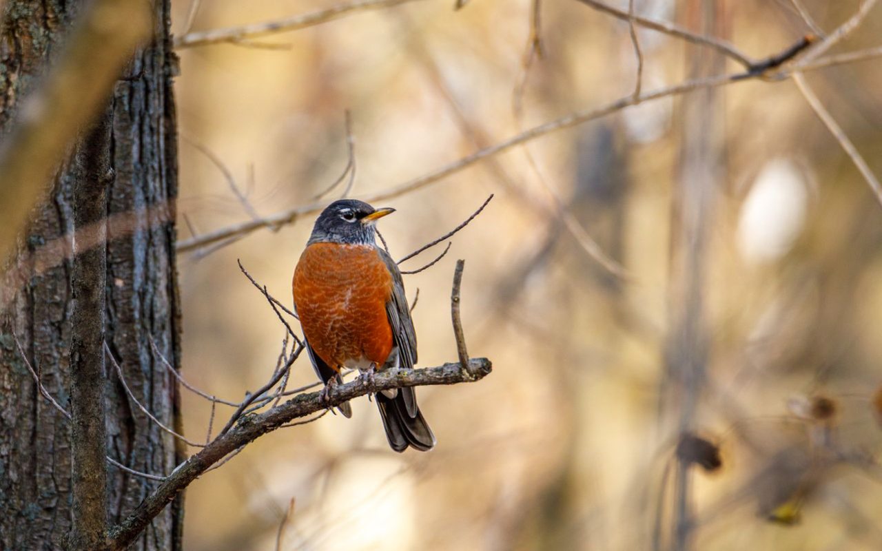 An adult American Robin with a vibrant brick-red breast perched cleanly on a natural tree branch in a sunlit forest.