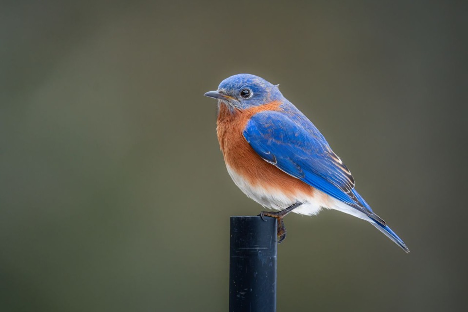 An adult male Eastern Bluebird with a vibrant blue back and rusty brick-red breast perched on a metal post.