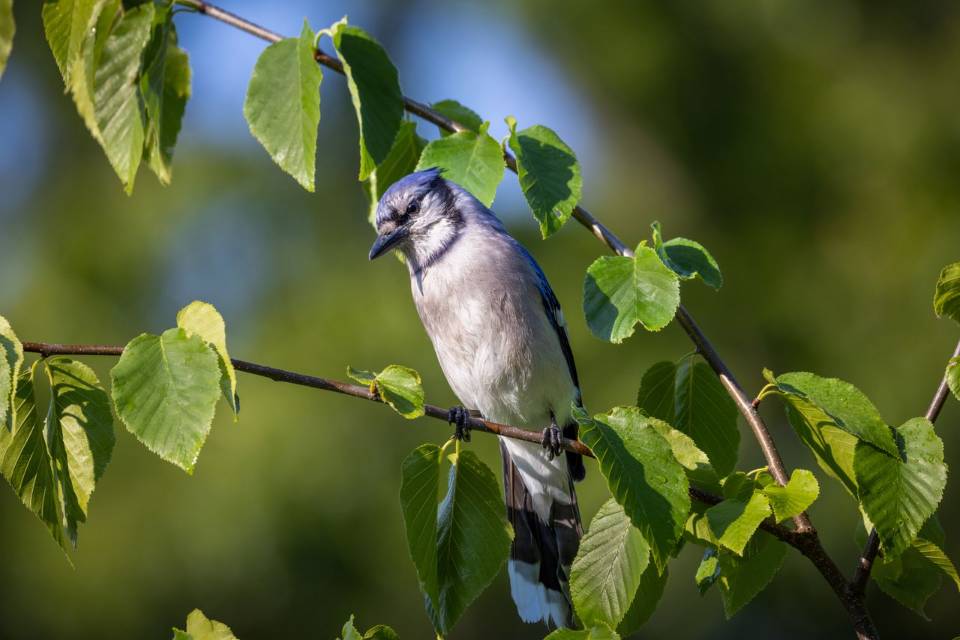 An adult Blue Jay with a relaxed crest perched calmly on a leafy tree branch surrounded by green summer leaves.