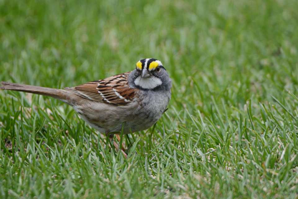 An adult White-throated Sparrow with a crisp white throat bib and a vibrant yellow eyebrow stripe foraging on green lawn grass.