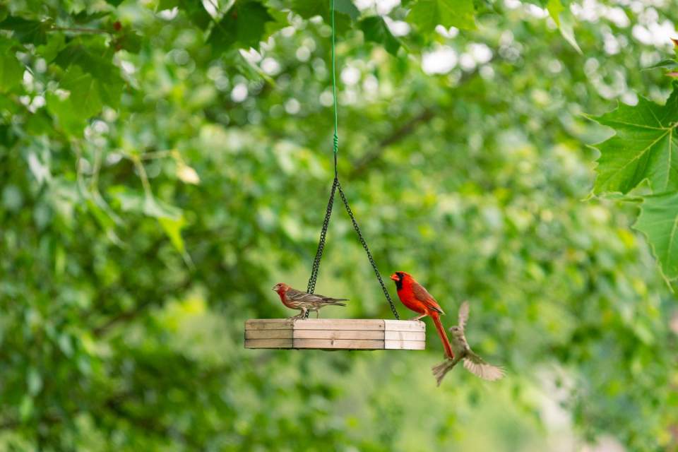 A bright red male Northern Cardinal and a male House Finch perched on a wooden platform feeder surrounded by green summer leaves.