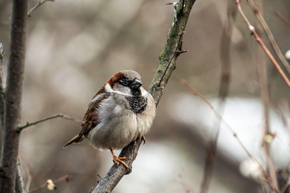 A heavily fluffed up male House Sparrow perched on a bare winter branch showing an artificially inflated body volume.