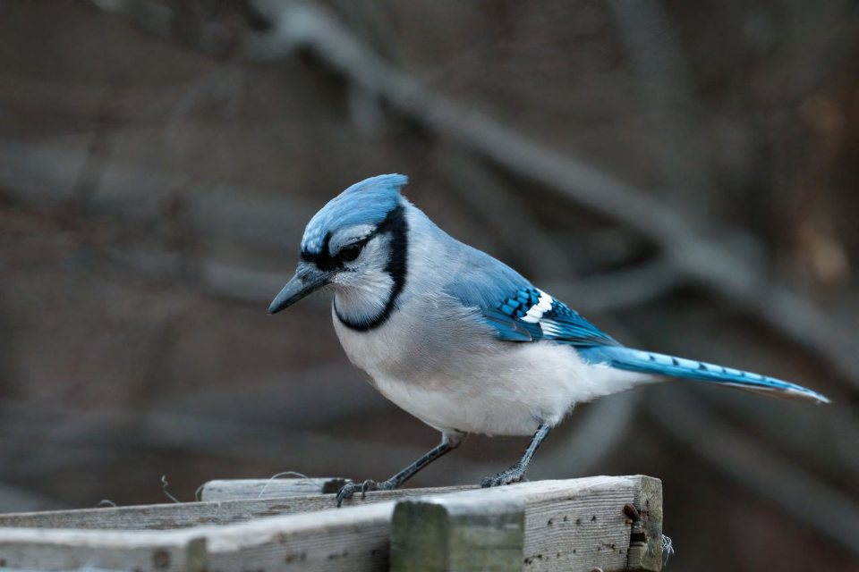 An adult Blue Jay displaying a sharp blue crest and black necklace marking perched on a weathered wooden feeder.
