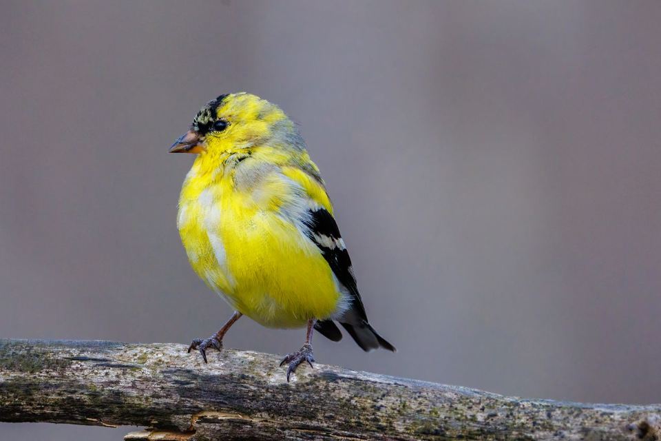 A male American Goldfinch showing patchy, molting yellow and olive-brown feathers on a winter branch.