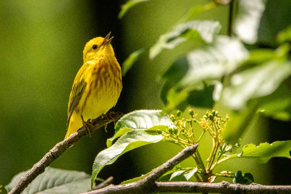 A bright male Yellow Warbler perched on a tree branch singing with its beak wide open.