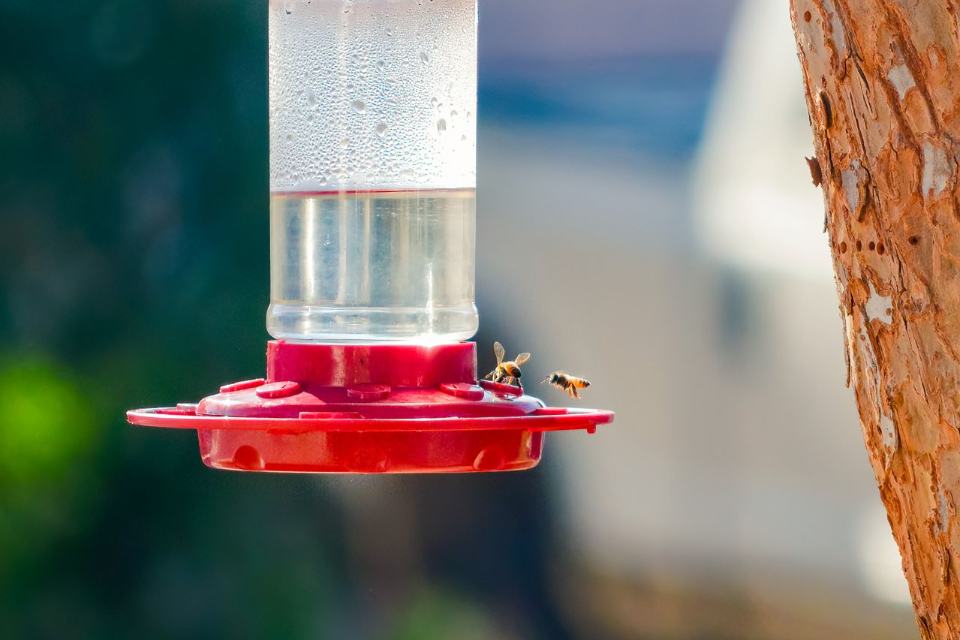 Two honeybees flying around and landing on the red base of a leaking glass bottle hummingbird feeder.