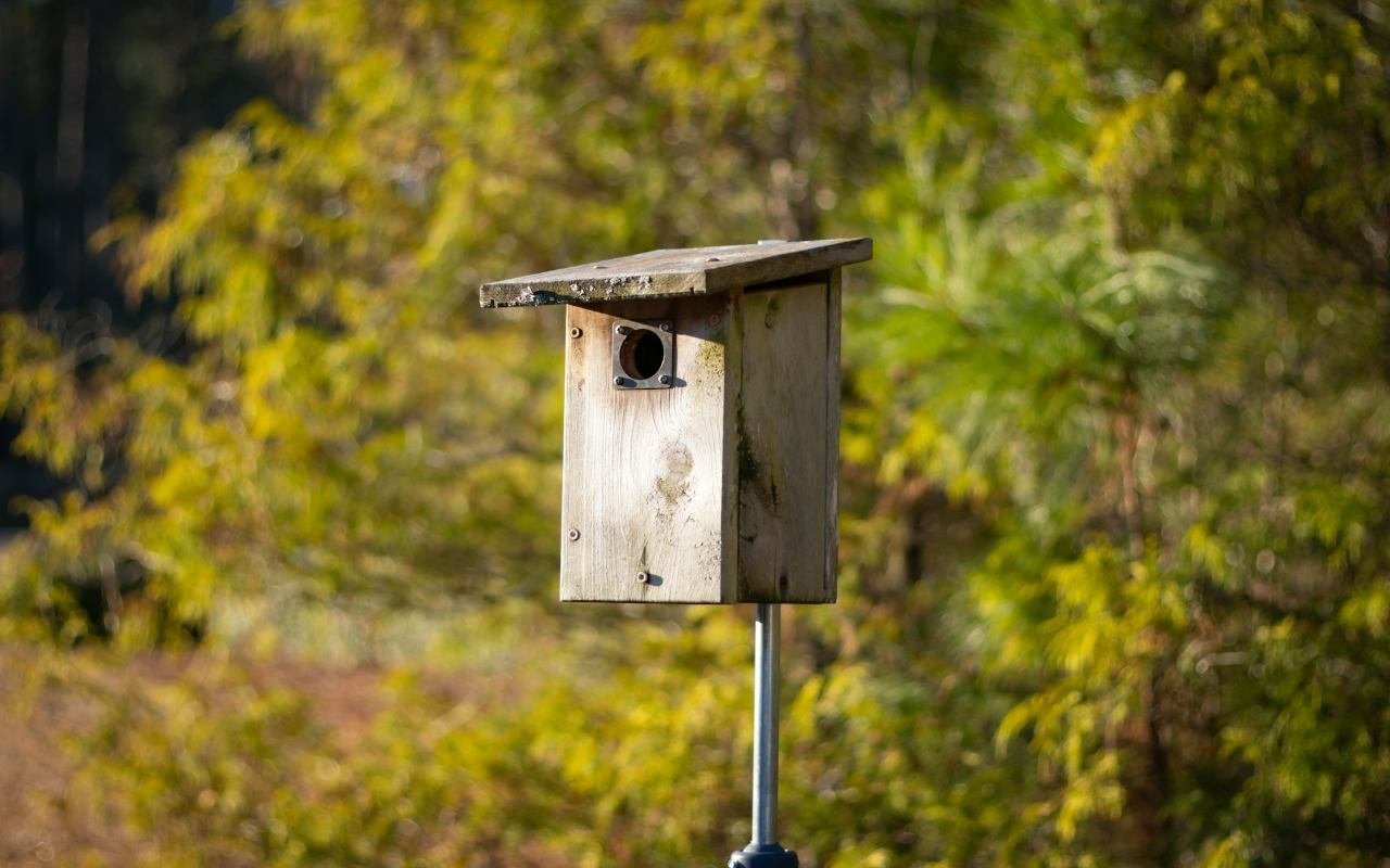 A weathered wooden birdhouse mounted on a standalone metal pole with open backyard flight lines.