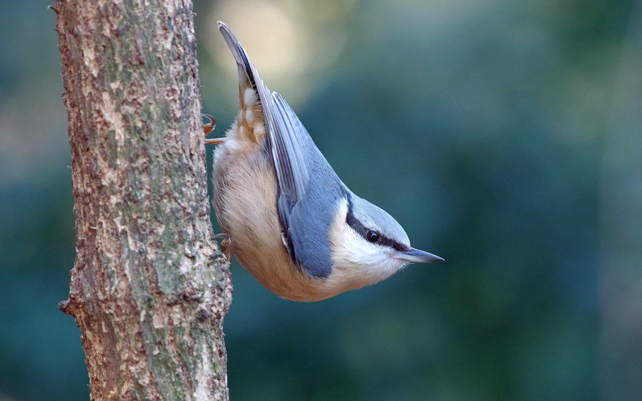 A nuthatch clinging headfirst downward on a vertical tree trunk bark, displaying a distinctive gravity-defying climbing pattern for bird identification by behavior.