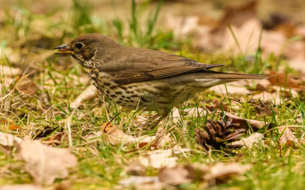 A side-profile photo of a spotted thrush foraging on a backyard floor covered in grass and fallen leaves, serving as the featured image for the habitat identification field guide.
