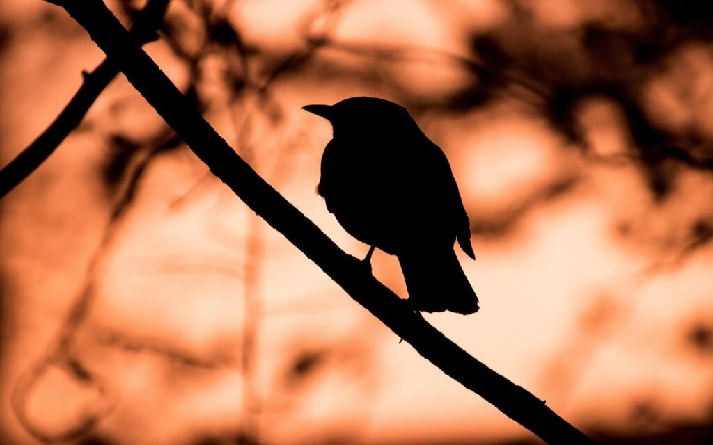 Dark bird silhouette perching on a diagonal tree branch against a glowing orange sunset sky, illustrating bird identification by shape and posture.