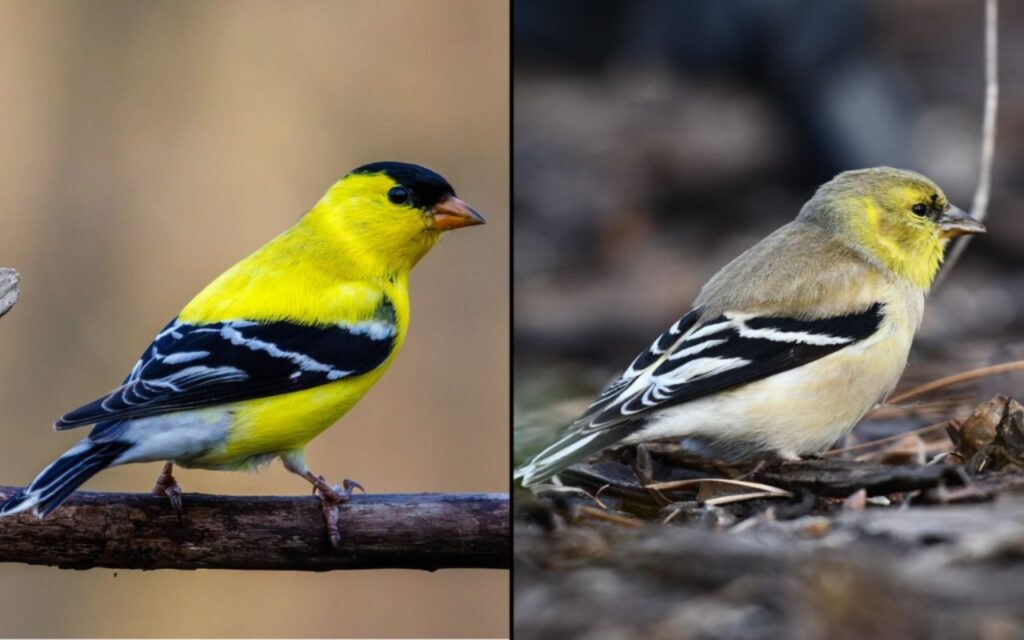 Side-by-side field guide comparison of a male American Goldfinch showing vibrant yellow spring plumage on the left and dull olive-brown winter feathers on the right.