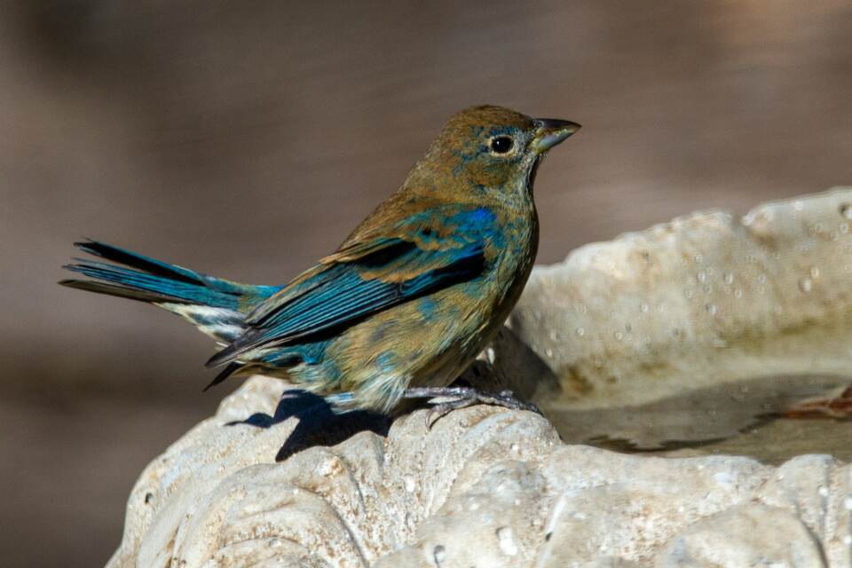 An Indigo Bunting mid-molt perched on a stone birdbath, showing a patchy mix of brown body feathers and electric-blue wing and tail feathers.