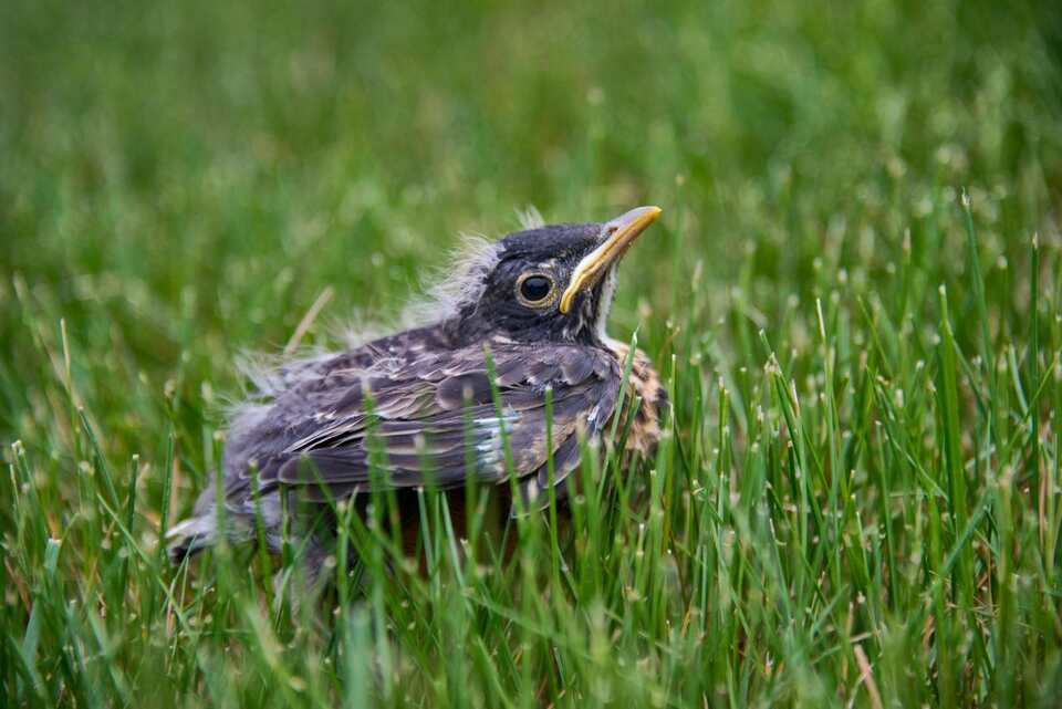 A fledgling American Robin sitting in green grass, clearly showing its speckled breast and the bright yellow gape line at the corner of its beak.