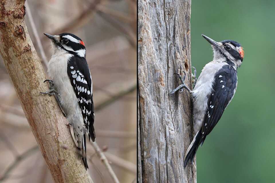Side-by-side comparison of a male Downy Woodpecker with a short dainty bill on the left and a male Hairy Woodpecker with a long railroad-spike bill on the right.