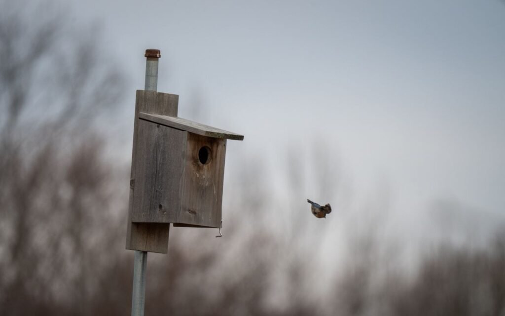 An Eastern Bluebird in mid-flight next to a weathered wooden birdhouse mounted high on a standalone metal pole.