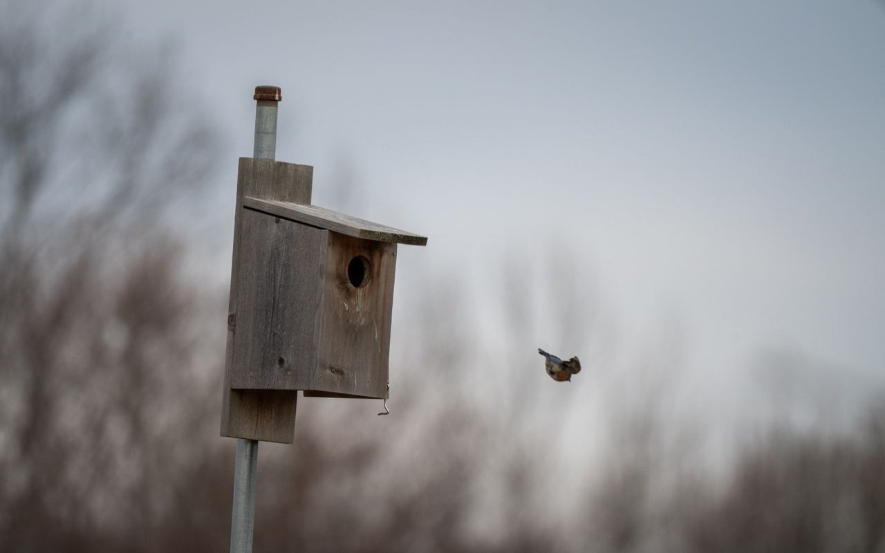 An Eastern Bluebird in mid-flight next to a weathered wooden birdhouse mounted high on a standalone metal pole.