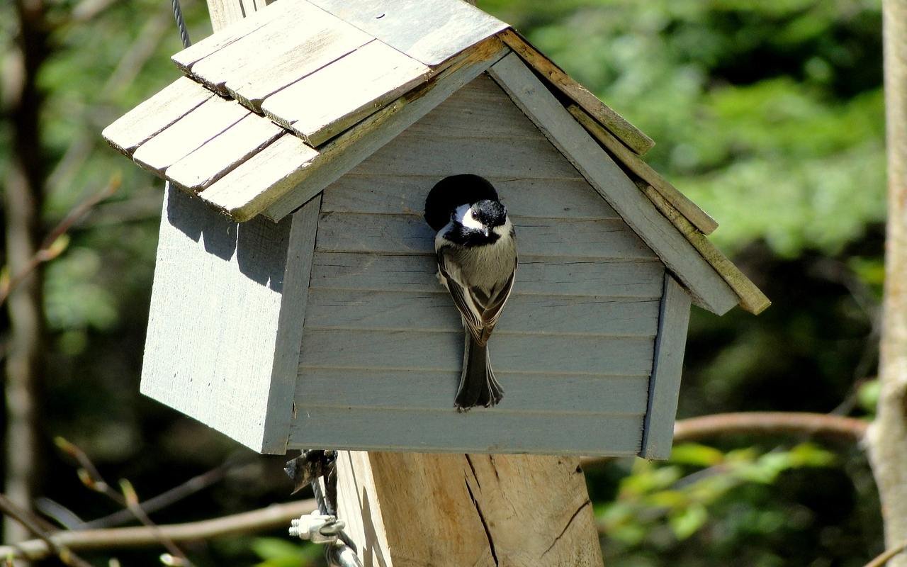 A native Black-capped Chickadee inspecting a clean grey wooden birdhouse with no landing perch.