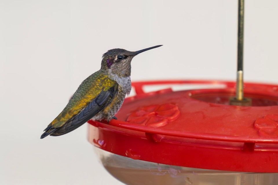 An Anna's hummingbird perched on the rim of a flat red saucer style dish feeder that prevents sugar water leaks.
