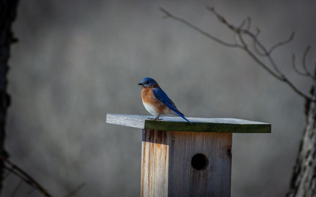 A native male Eastern Bluebird perched on the roof overhang of a wooden birdhouse in a late winter landscape.