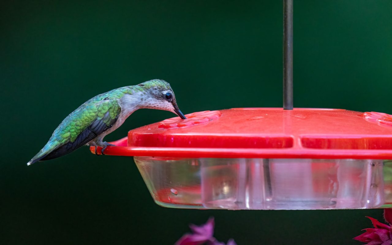 A female Ruby-throated hummingbird feeding from a leak-free red dish style hummingbird feeder to protect sugar water from crawling ants.