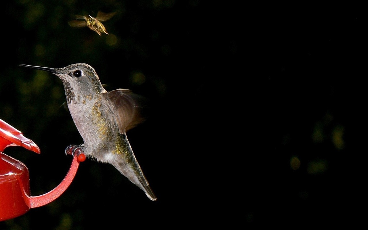 A native North American Anna's hummingbird perched on a red feeder while a yellowjacket wasp hovers closely above it.