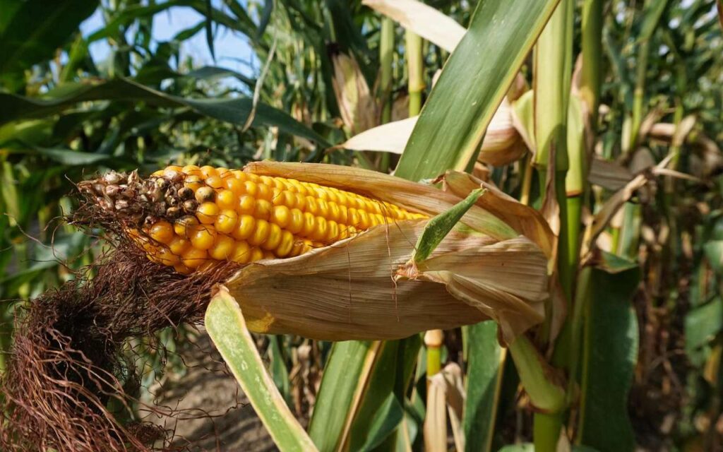 A close-up horizontal photograph of a sweet corn ear on the stalk with its green husk pulled back to show exposed yellow kernels.
