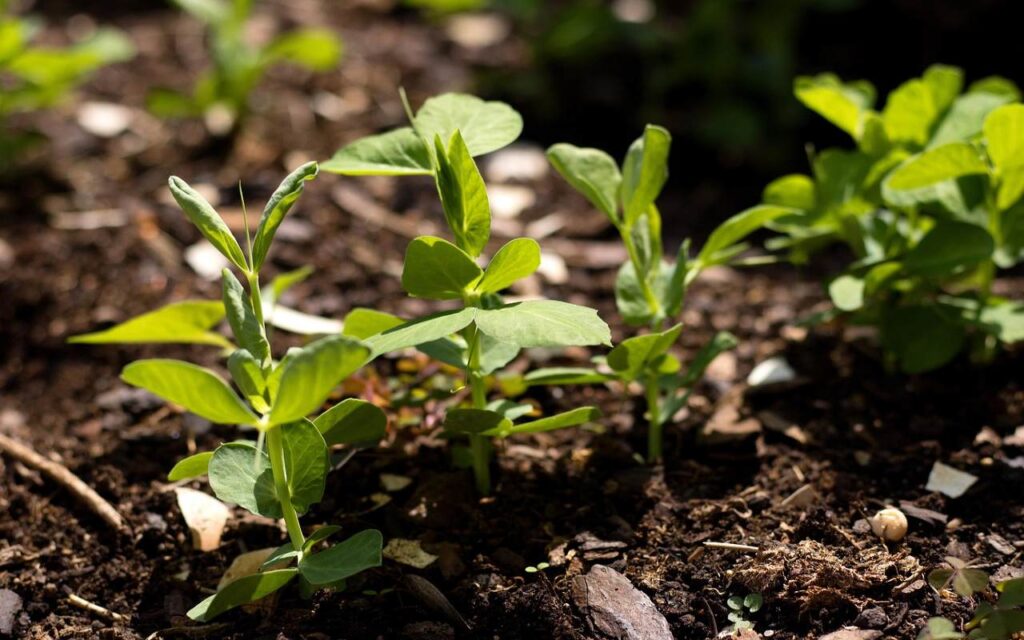 A horizontal close-up photograph of young green pea plant seedlings sprouting out of dark backyard garden soil.