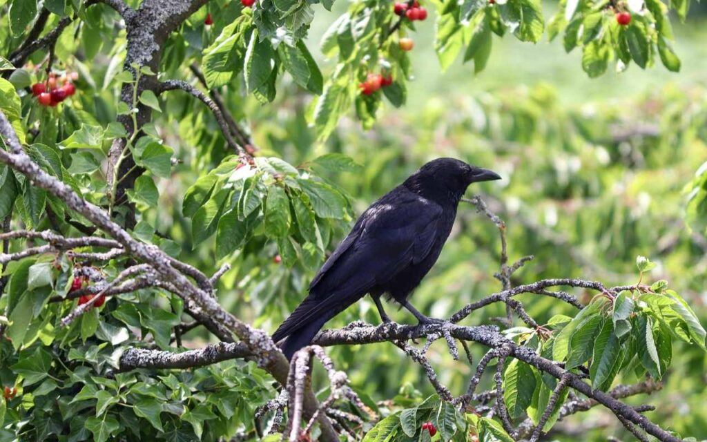 An American Crow perched on a branch inside a fruiting cherry tree canopy, illustrating a targeted guide on how to stop birds eating your cherries.