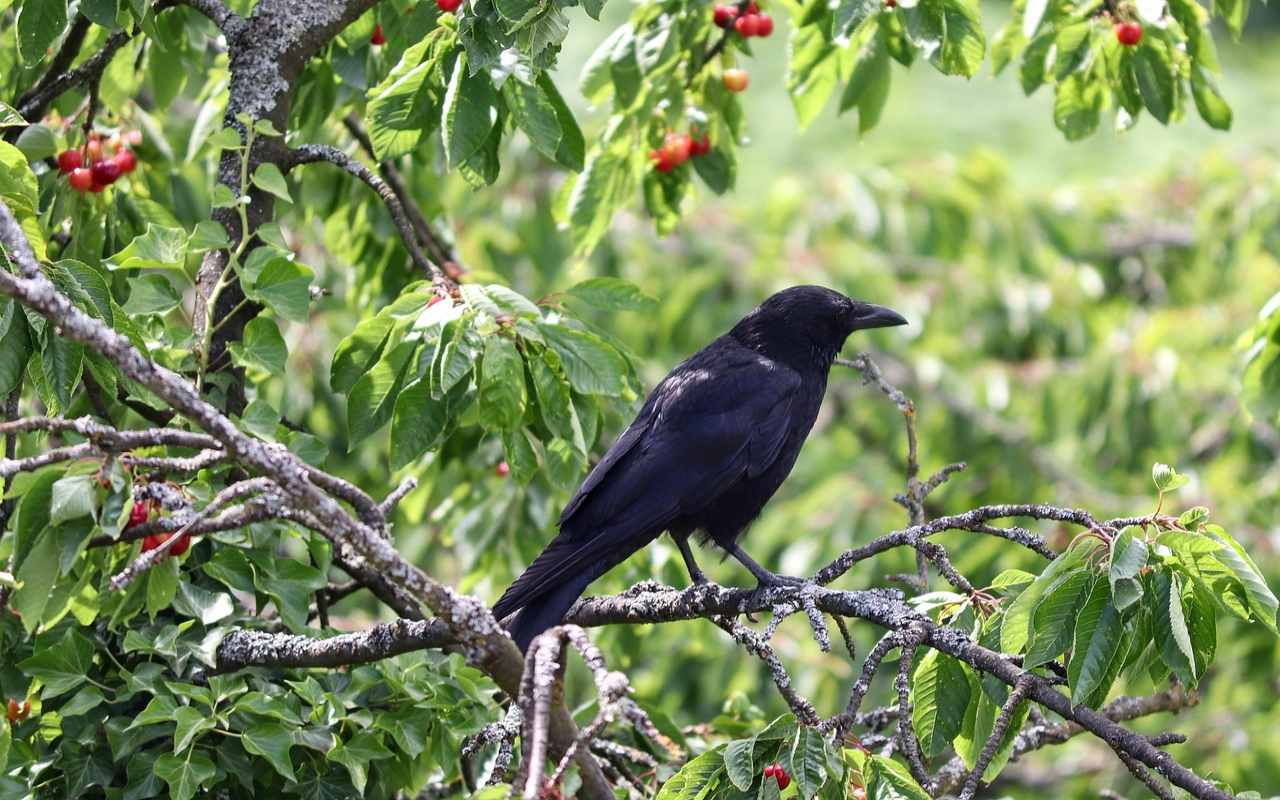 An American Crow perched on a branch inside a fruiting cherry tree canopy, illustrating a targeted guide on how to stop birds eating your cherries.
