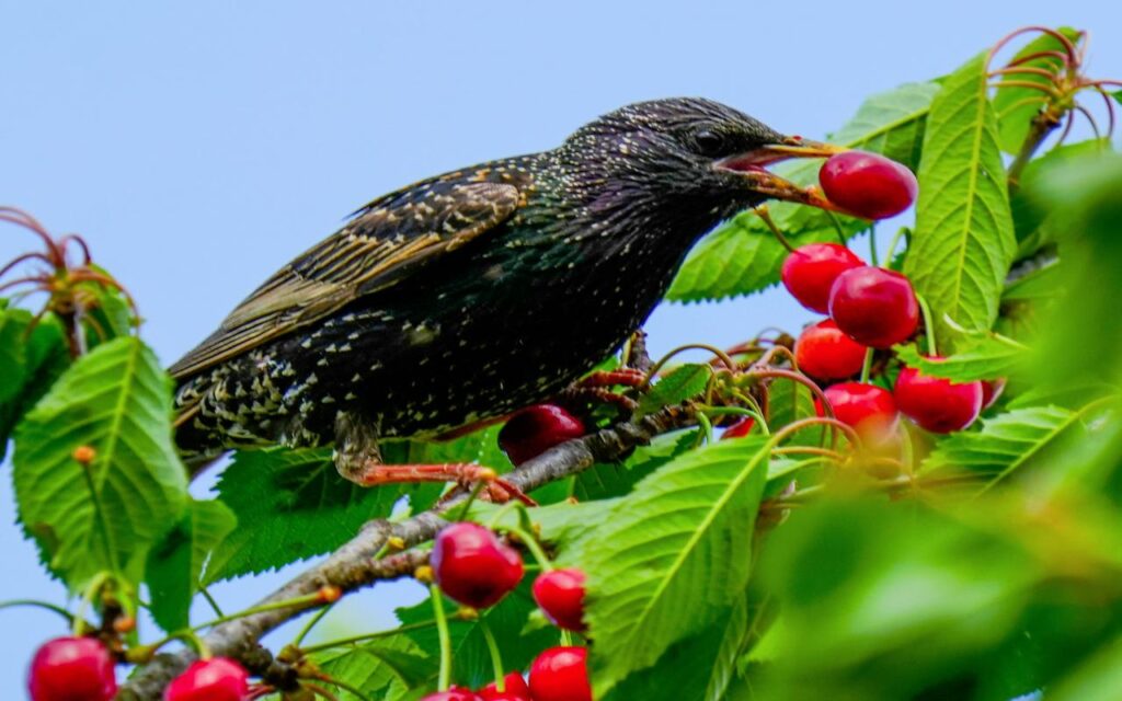 A European Starling perched on a branch eating a ripe sweet cherry, serving as the primary featured image for the backyard cherry tree protection guide.